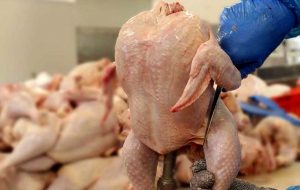تاثیر حذف ارز ترجیحی اقلام دامپزشکی بر قیمت مرغ