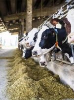 قیمت تولید در گاوداری‌های صنعتی چقدر است؟-راهبرد معاصر