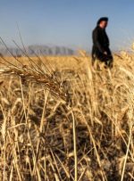 معاون وزیر جهاد کشاورزی اعلام کرد؛حمایت از تولید داخلی با خرید ۱۰.۳ میلیون تن گندم از کشاورزان