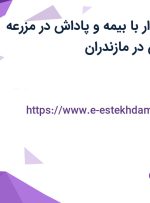 استخدام حسابدار با بیمه و پاداش در مزرعه پروتئین برگریزان در مازندران