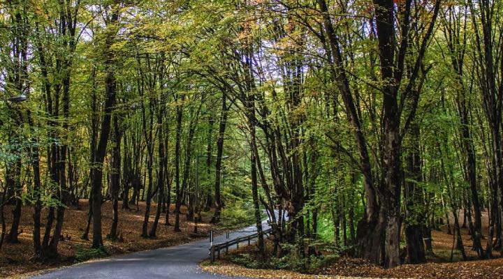 جنگل النگدره از جاهای دیدنی گلستان