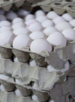  قیمت تخم مرغ در بازار ۴ هزار تومان افزایش یافت + جدول