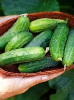 افزایش ۵۰ درصدی قیمت خیار در تابستان امسال/ تنه خیار به میوه‌های لاکچری!