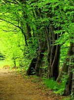 «جنگل دیزمار» ایران ثبت جهانی شد