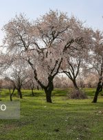 اولویت حفظ آب و زمین در باغستان سنتی قزوین