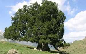 طرح میراث فرهنگی برای حفاظت از درختان کهنسال البرز