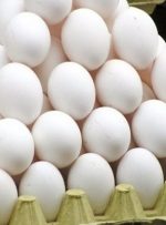 درخواست افزایش ۱۰ هزار تومانی قیمت تخم مرغ از دولت-راهبرد معاصر درخواست افزایش ۱۰ هزار تومانی قیمت تخم مرغ از دولت-راهبرد معاصر