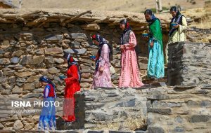 برداشت آلو در روستا حیدره قاضی خان