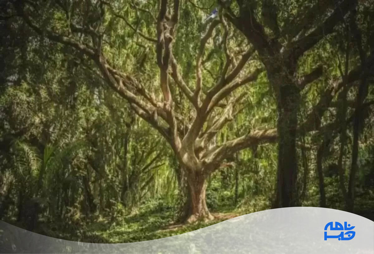 آزمون یافتن پرنده