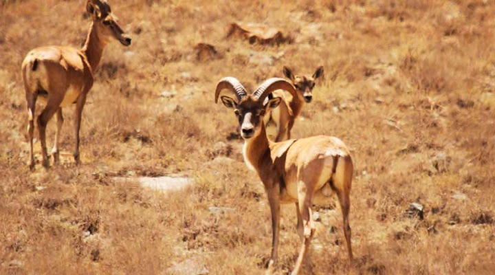 پارک ملی گلستان