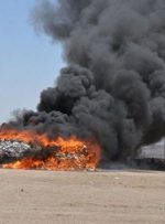 ماجرای امحای ۲۵۰ اصله نخل در بندر لنگه چه بود؟-راهبرد معاصر