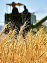 خرید تضمینی گندم به ۱۰ میلیون و ۳۴۱ هزارتن رسید-راهبرد معاصر خرید تضمینی گندم به ۱۰ میلیون و ۳۴۱ هزارتن رسید-راهبرد معاصر