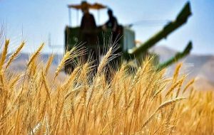 خرید تضمینی گندم به ۱۰ میلیون و ۳۴۱ هزارتن رسید-راهبرد معاصر