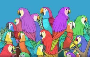 آزمون بینایی پروانه پنهان: در 9 ثانیه بگویید پروانه کجاست!