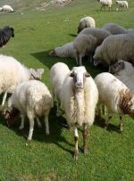 قیمت جدید گوسفند و گوساله زنده در شهرهای مختلف اعلام شد + جدول