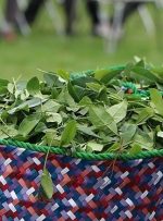 هشدار فعالان صنعت چای درباره واردات مشروط-راهبرد معاصر هشدار فعالان صنعت چای درباره واردات مشروط-راهبرد معاصر