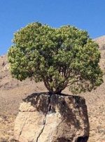 ثبت ۲ درخت کهنسال ارسنجان فارس در فهرست آثار ملی ایران