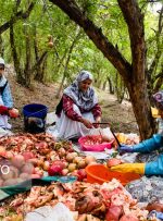 جشن انار در روستای انبوه رودبار