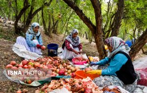 جشن انار در روستای انبوه رودبار