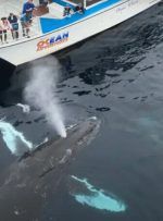 دو نهنگ یک قایق گردشگری را دزدیدند! + عکس