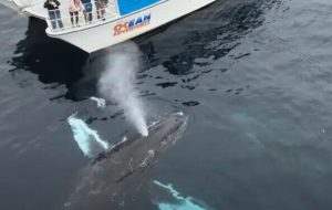 دو نهنگ یک قایق گردشگری را دزدیدند! + عکس