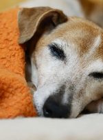 ویدیو/ رابطه حیوانات خانگی و ۷۰ عامل بیماری‌زای مشترک با انسان‌ها