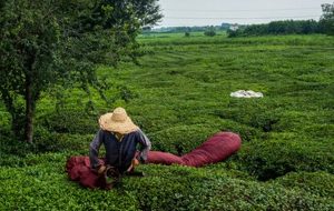 ۵۷ درصدی مطالبات چایکاران پرداخت شد-راهبرد معاصر ۵۷ درصدی مطالبات چایکاران پرداخت شد-راهبرد معاصر