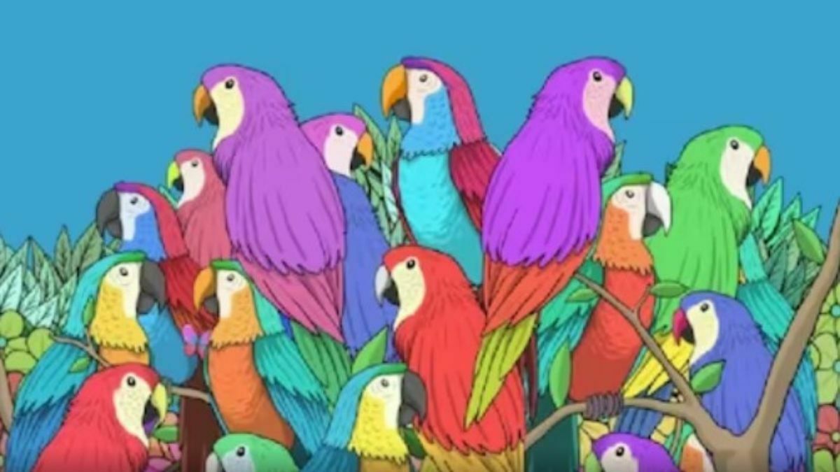 پروانه را پیدا کنید