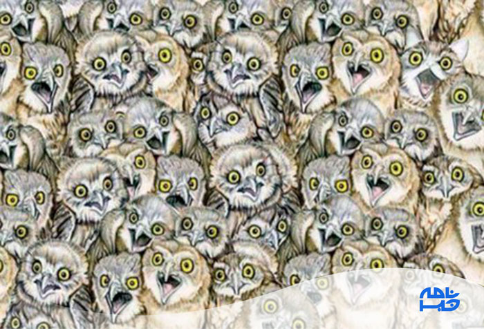 گربه را پیدا کنید 