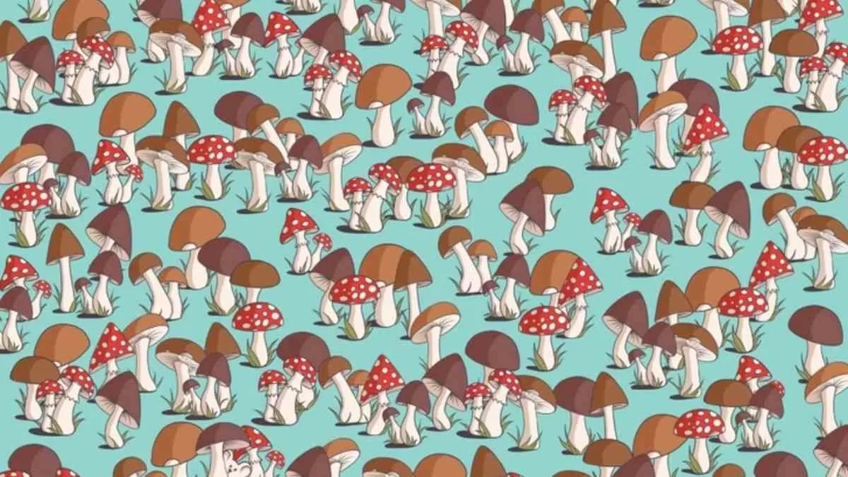 آزمون یافتن موش