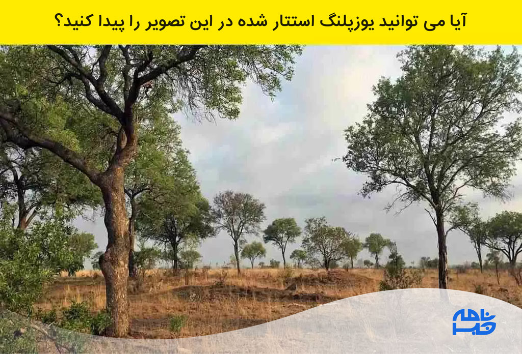 آزمون یوزپلنگ مستتر