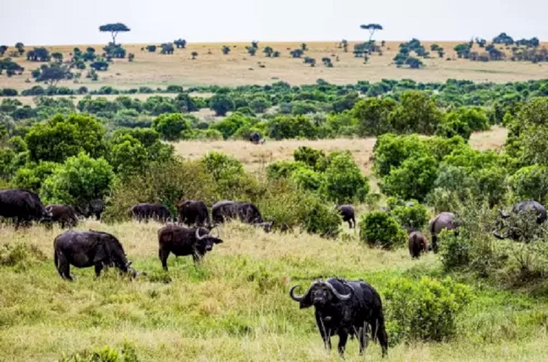 کرگدن را پیدا کنید