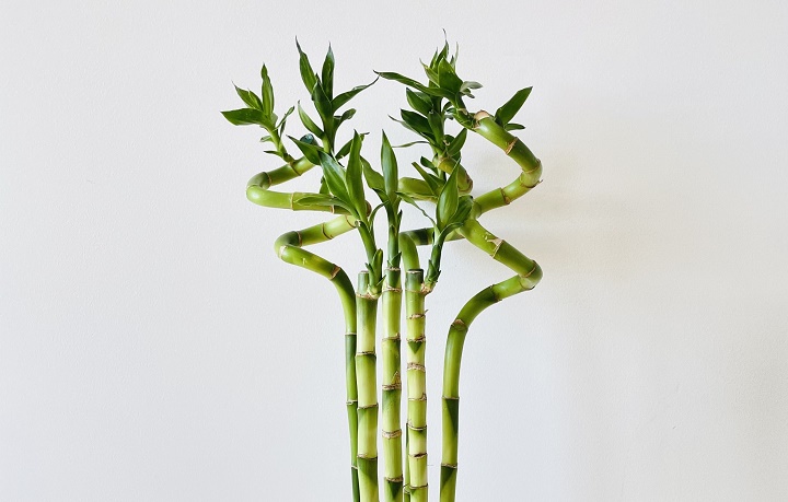 شانس چیست - استفاده از لاکی بامبو برای خوش شانسی