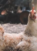 چگونه مرغ‌ها سیستم غذایی جهان را تسخیر کردند؟