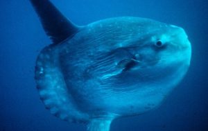 زیباترین موجود زیر کف اقیانوس را ببینید + فیلم