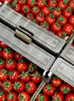 علت افزایش قیمت گوجه فرنگی اعلام شد/ جزییات