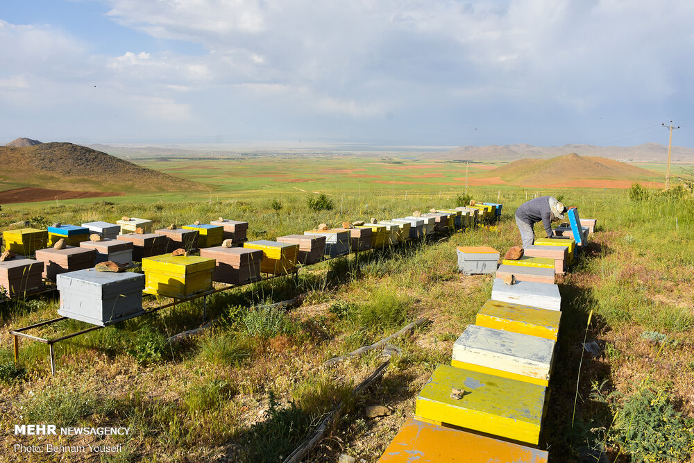 زنبورهایی که۲۷۰خانوار را سر کار گذاشتند!