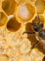زنبورهایی که۲۷۰خانوار را سر کار گذاشتند!