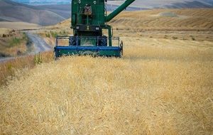 سوریه مشتری گندم روسیه شد-راهبرد معاصر