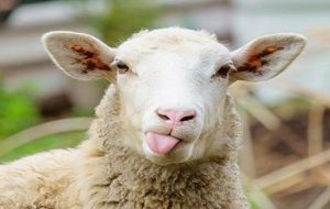 استرالیا گوسفند رایگان می‌دهد – هوشمند نیوز