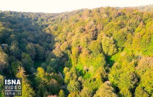 ویدیو/ جنگلی که در همه فصل‌ها زیباست