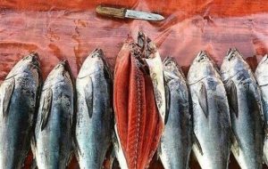 اتفاق عجیب در بازار ماهی/ ماهی تن صید داخل گران‌تر از قیمت جهانی شد