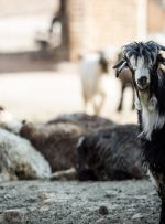 افزایش ۳۵ درصدی عرضه دام سبک-راهبرد معاصر