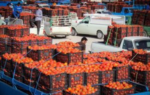 مسوولان قول دادند: تب بازار گوجه فرنگی ۱۰ روز دیگر می‌خوابد