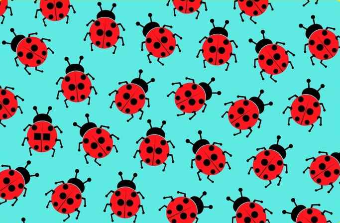 تصویر کفشدوزک ها