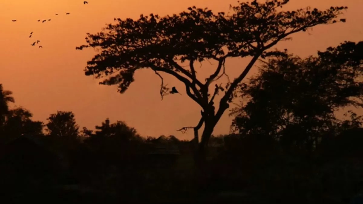 حیوان مخفی را پیدا کنید