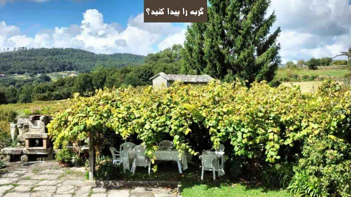 گربه را پیدا کنید