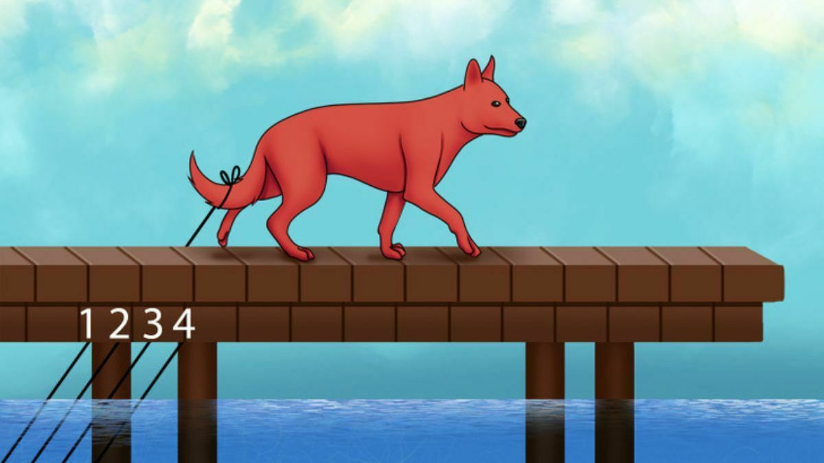 دم سگ در کدام طناب گیر کرده است؟