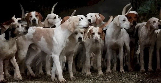 ببر را پیدا کنید