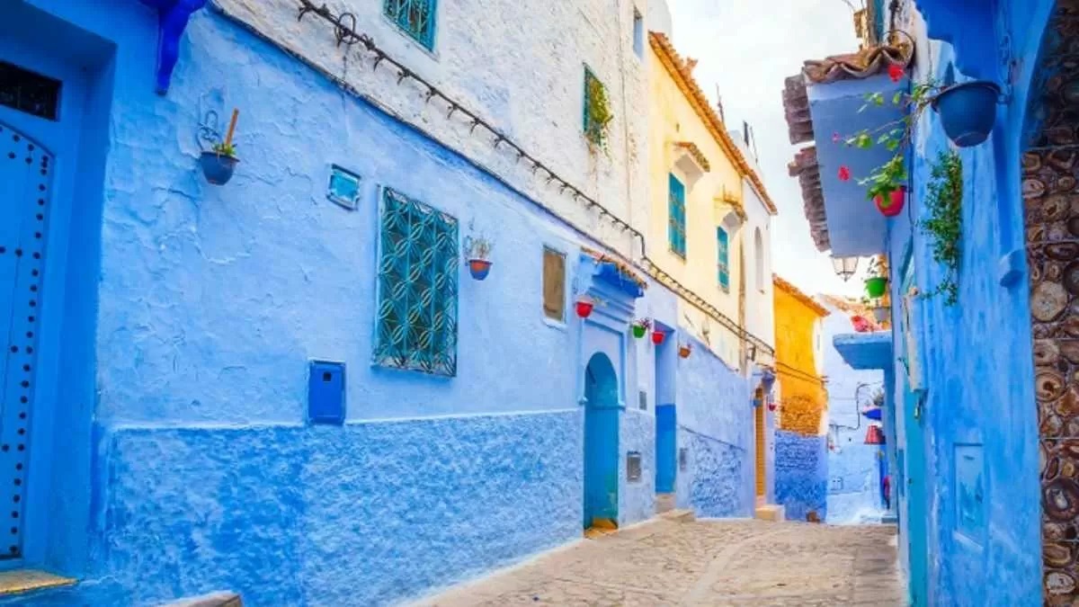 تست بینایی یافتن گربه